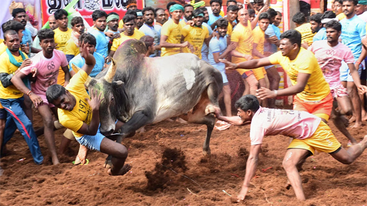 Jallikattu